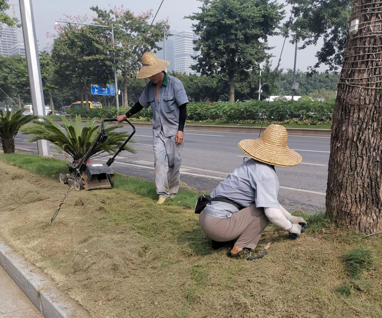 園林綠化養(yǎng)護